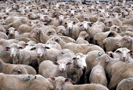 [Image: herd_of_sheep_311px1.gif]