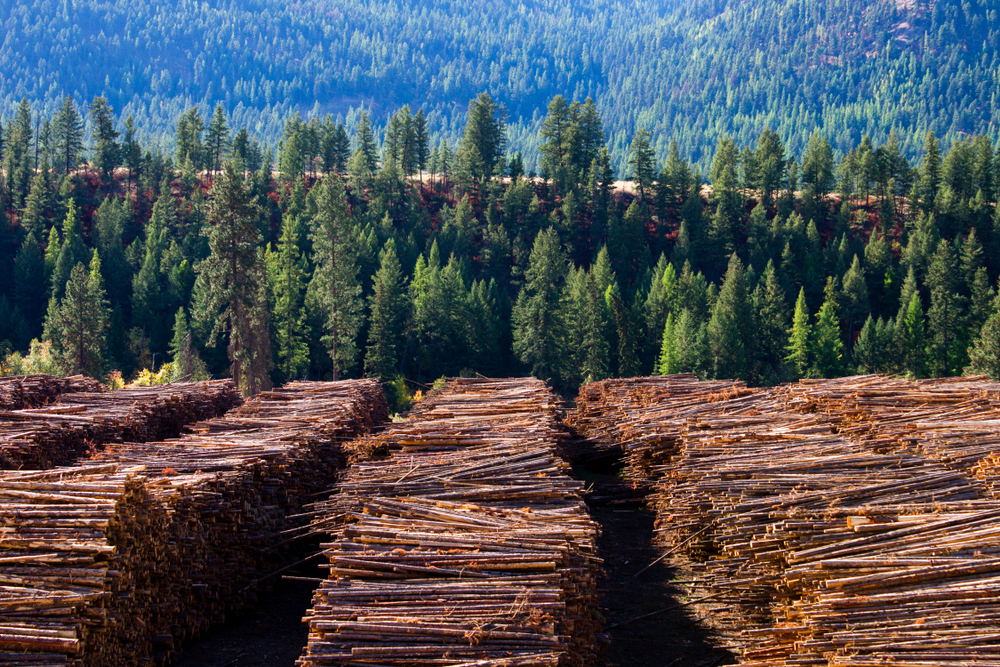 Timber ETFs Grow on Recovering Lumber Demand