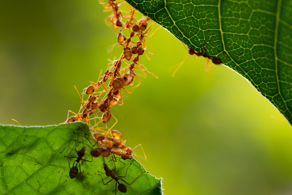 Ants Active Non Transparent Etfs Are On The Rise Etf Trends
