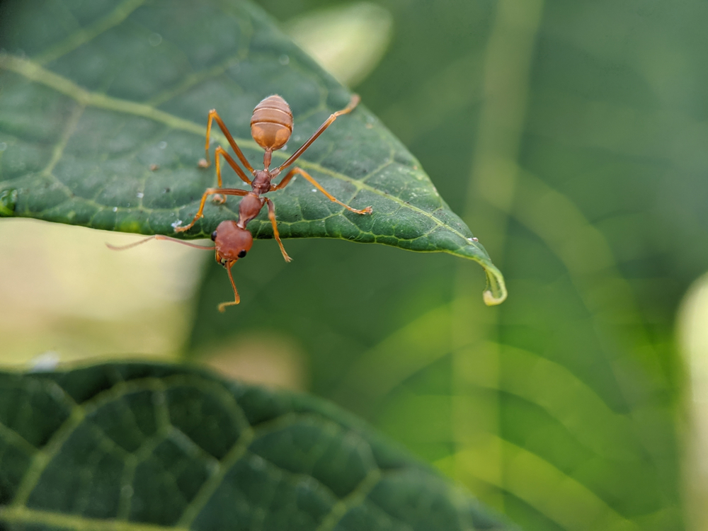 New ANT Could Be Alluring Mid-Cap Idea