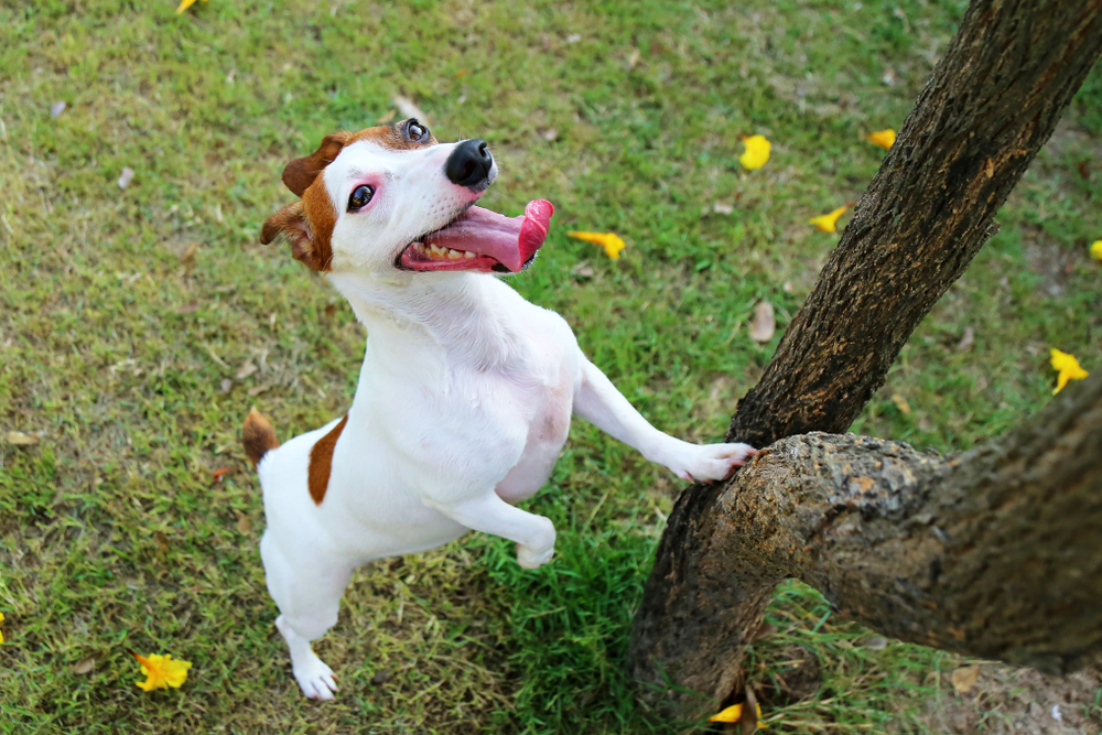 The ProShares PAWZ ETF: Barking Up the Right Tree