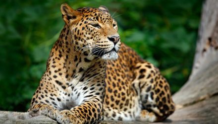 With 'SPLV', the Leopard Does Not Change Its Spots