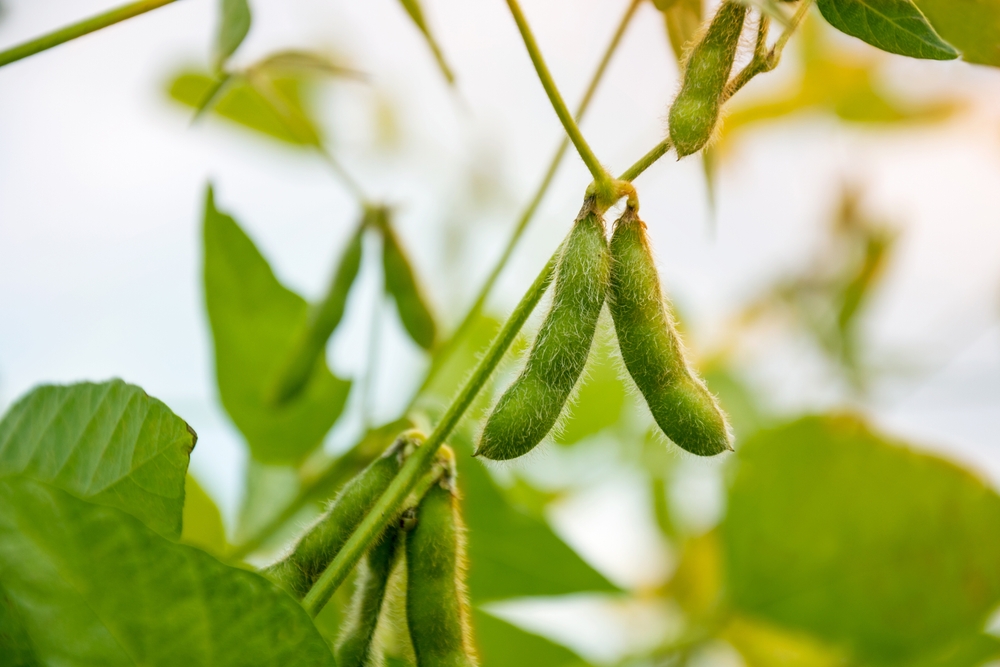 Soybean Prices Soar To Record Highs 