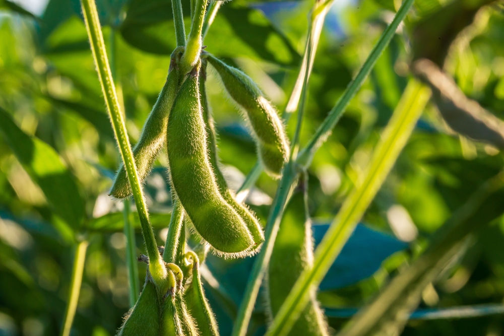 Brazil plans to reduce soybean expansion